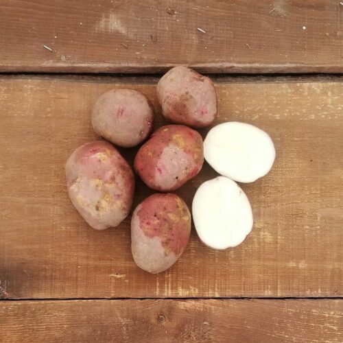 Potatoes – Dark Red Norland