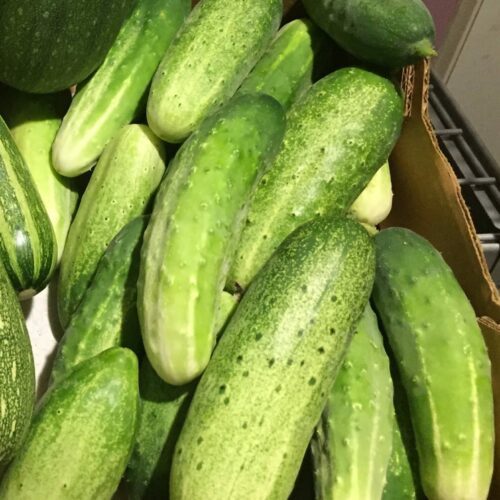 Cucumbers – Pickling