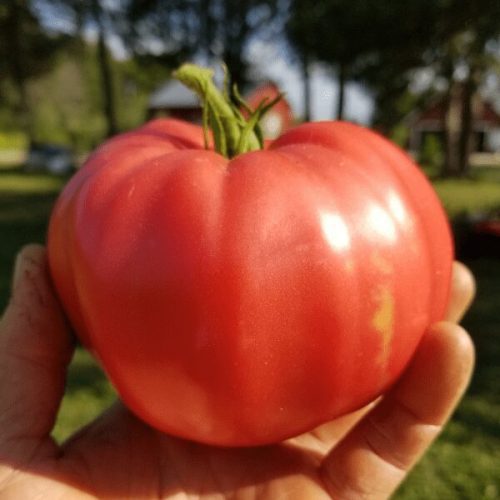 Tomatoes – Bulk