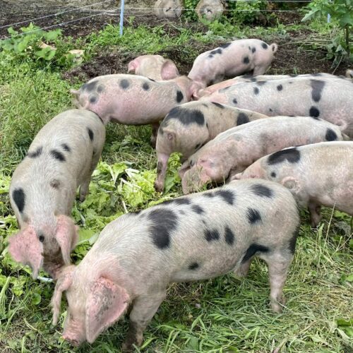 Bulk Pork – Half Hog
